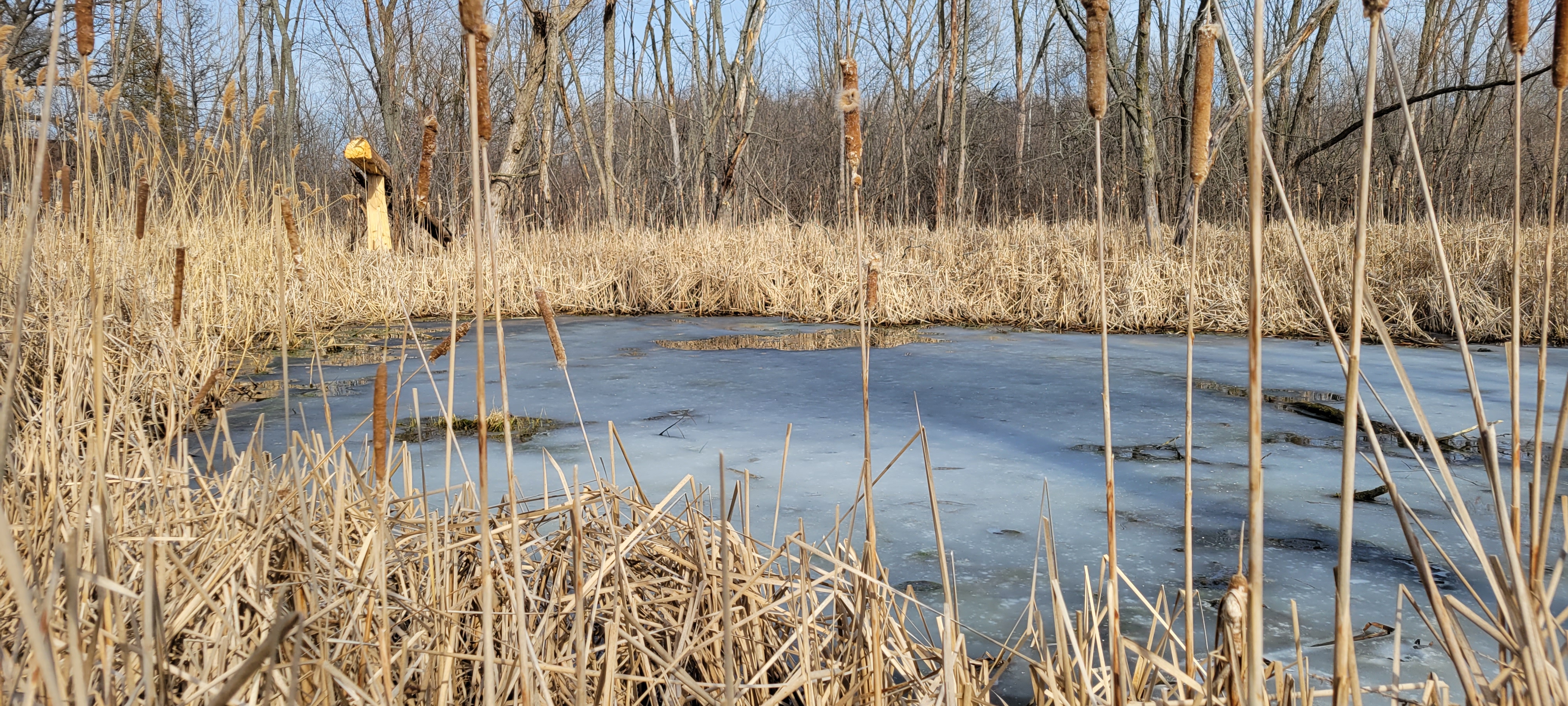 March 2022 Sightings – Aull Nature Preserve
