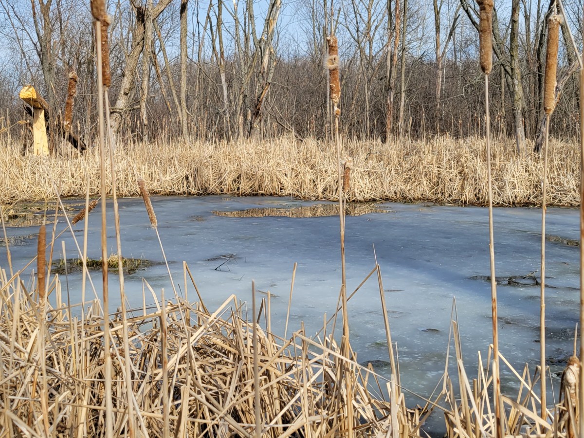 March 2022 Sightings