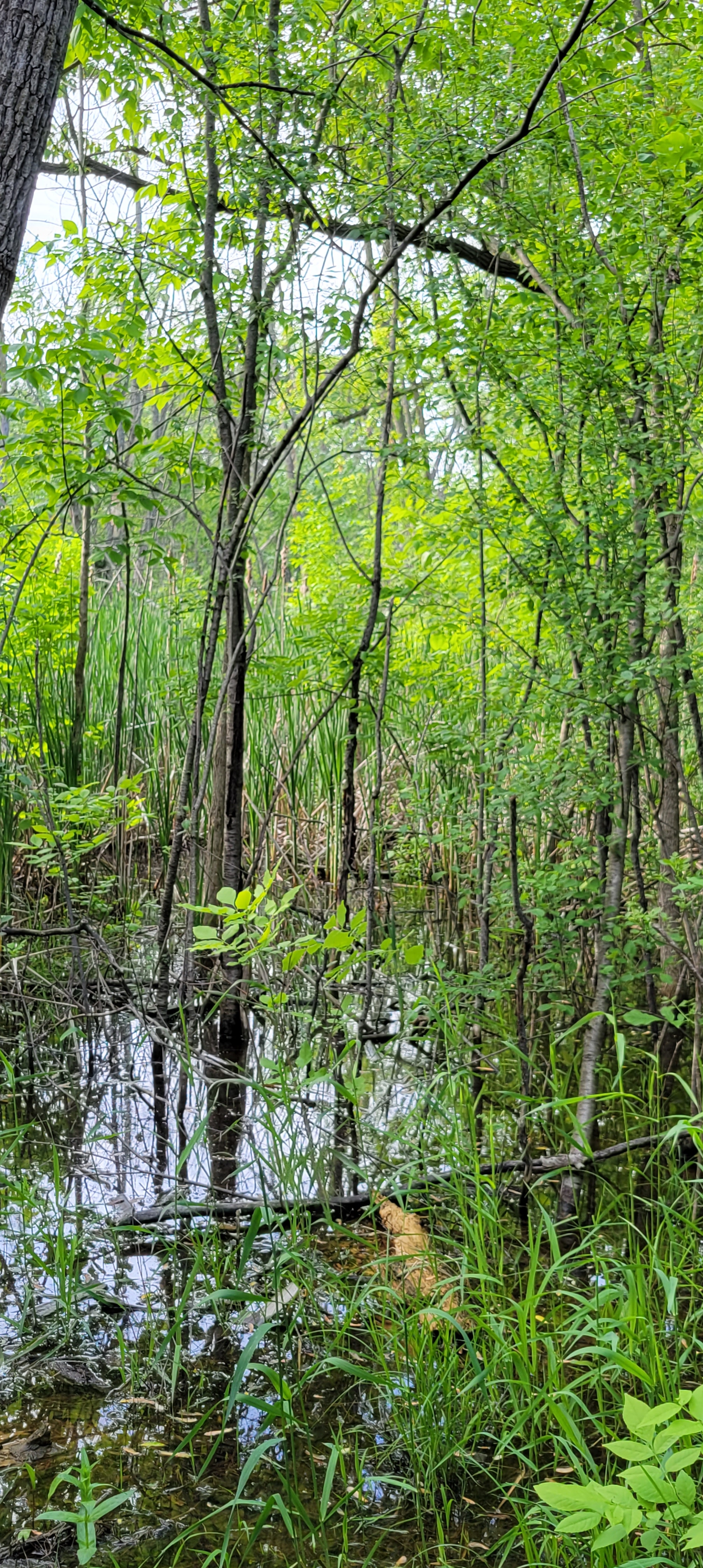 June 2022 Sightings – Aull Nature Preserve