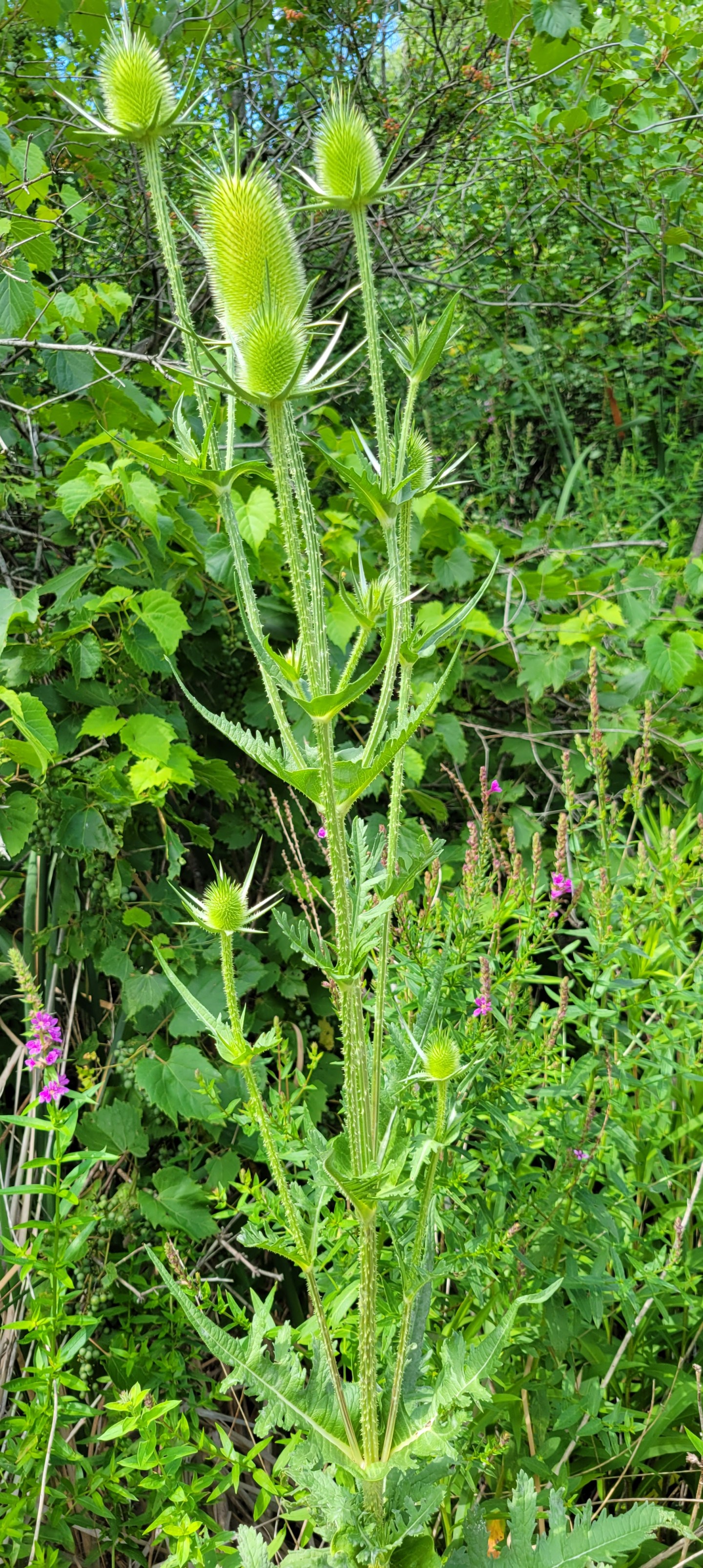 August 2022 Sightings – Aull Nature Preserve