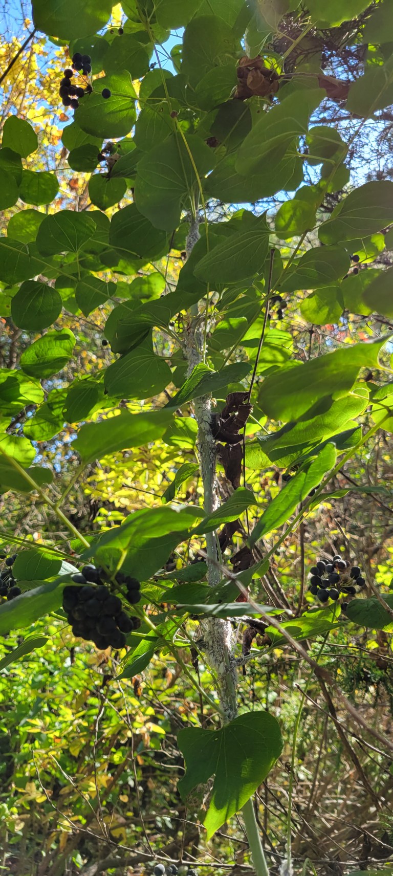 September 2022 Sightings – Aull Nature Preserve