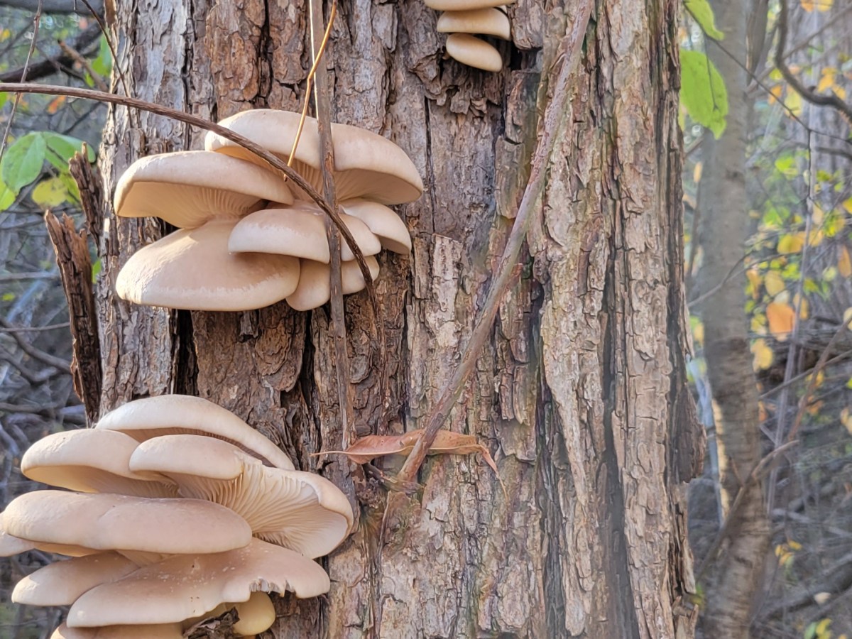 November 2022 Sightings