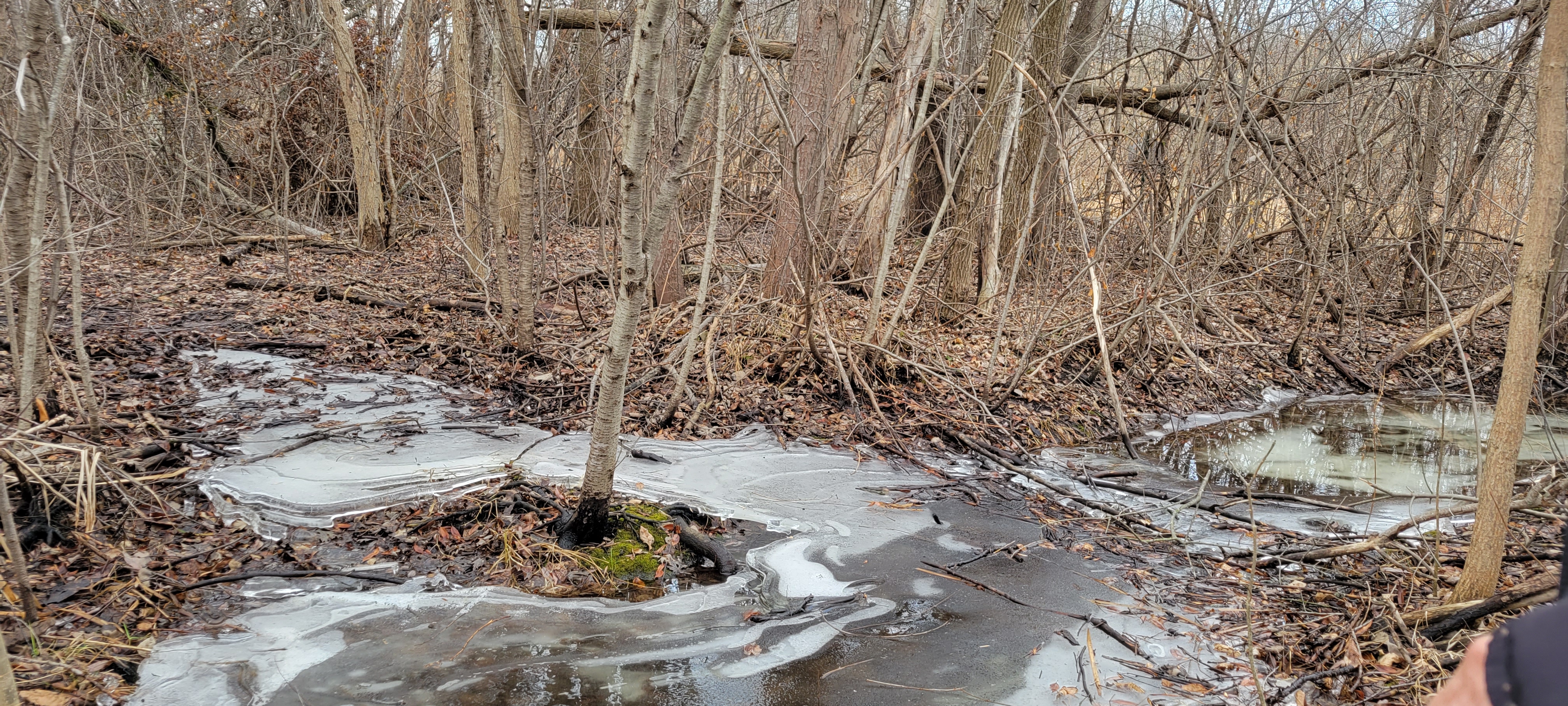 A young tree grows up from a little mossy island surrounded by ice