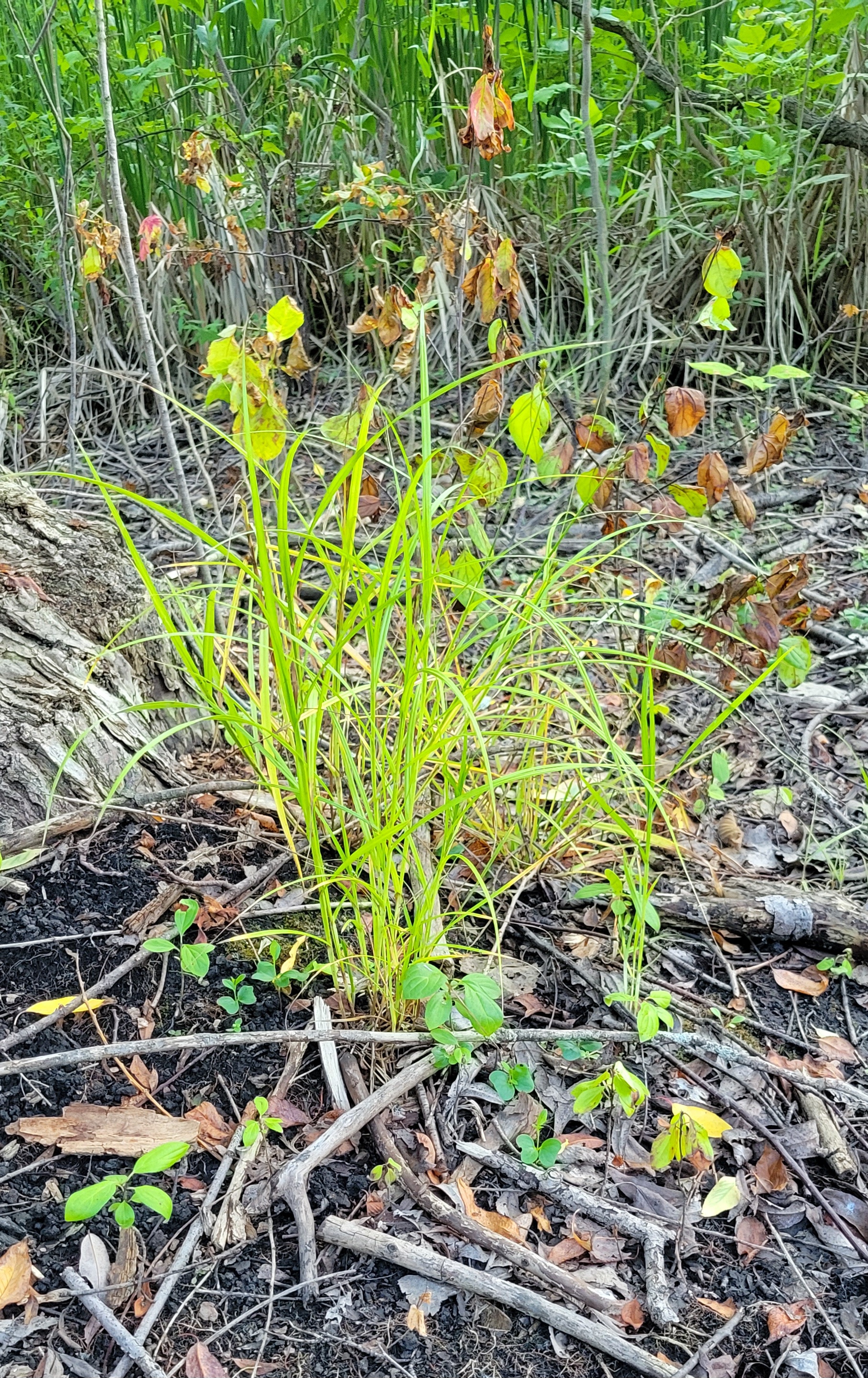 20230703_192751 – Aull Nature Preserve